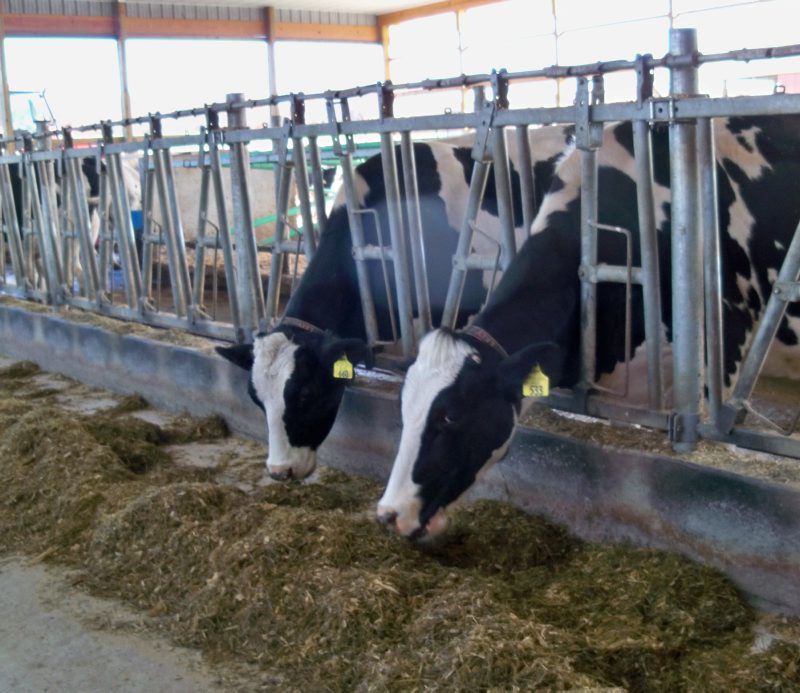 A-Canon-dairy-1.jpg